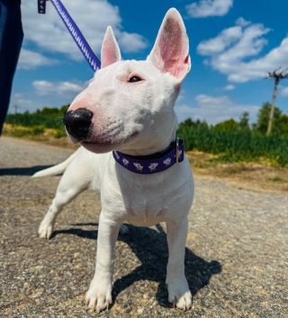 Mafia ❤️ . . . . . #jsemEMAN #iamEMAN #eman #emanbulik #eshop #dogcollar #collar #dogleash #leash#bullterrier #bulterier...