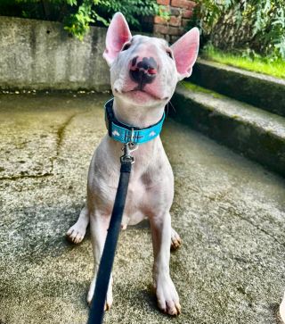 Otis ❤️ . . . . . #jsemEMAN #iamEMAN #eman #emanbulik #eshop #dogcollar #collar #dogleash #leash#bullterrier #bulterier...