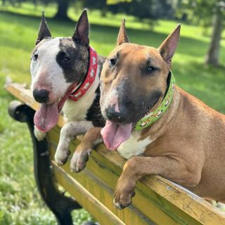 Alex & Bertha ❤️ . . . . . #jsemEMAN #iamEMAN #eman #emanbulik #eshop #dogcollar #collar #dogleash #leash#bullterrier...
