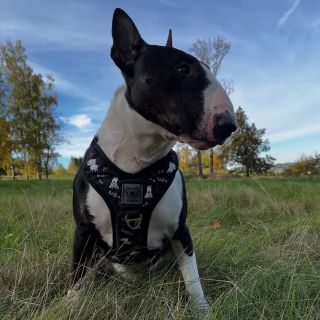 Diego ❤️ . . . . . #jsemEMAN #iamEMAN #eman #emanbulik #eshop #harness #dogharness #harnessfordogs #collar #dogleash...