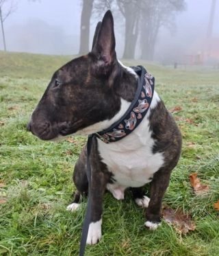 Floki ❤️ . . . . . #jsemEMAN #iamEMAN #collar #obojek #dogcollar